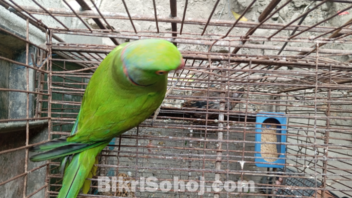 ইন্ডিয়ান রিংনেক টিয়া